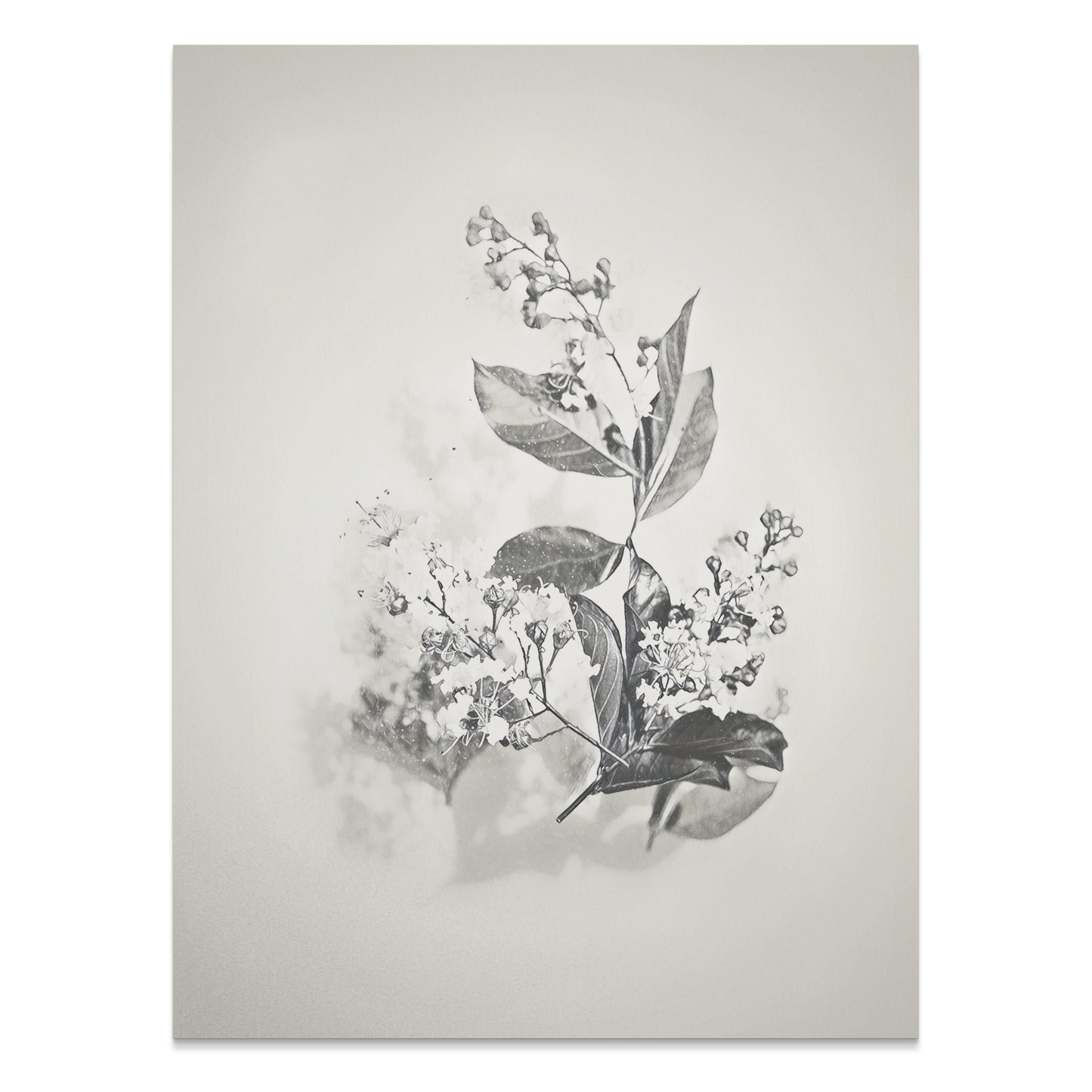 Premium Poster of Minimalist Botanical Art Print Black White Posters