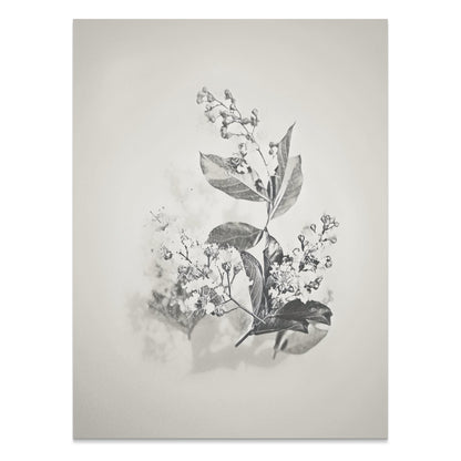 Premium Poster of Minimalist Botanical Art Print Black White Posters