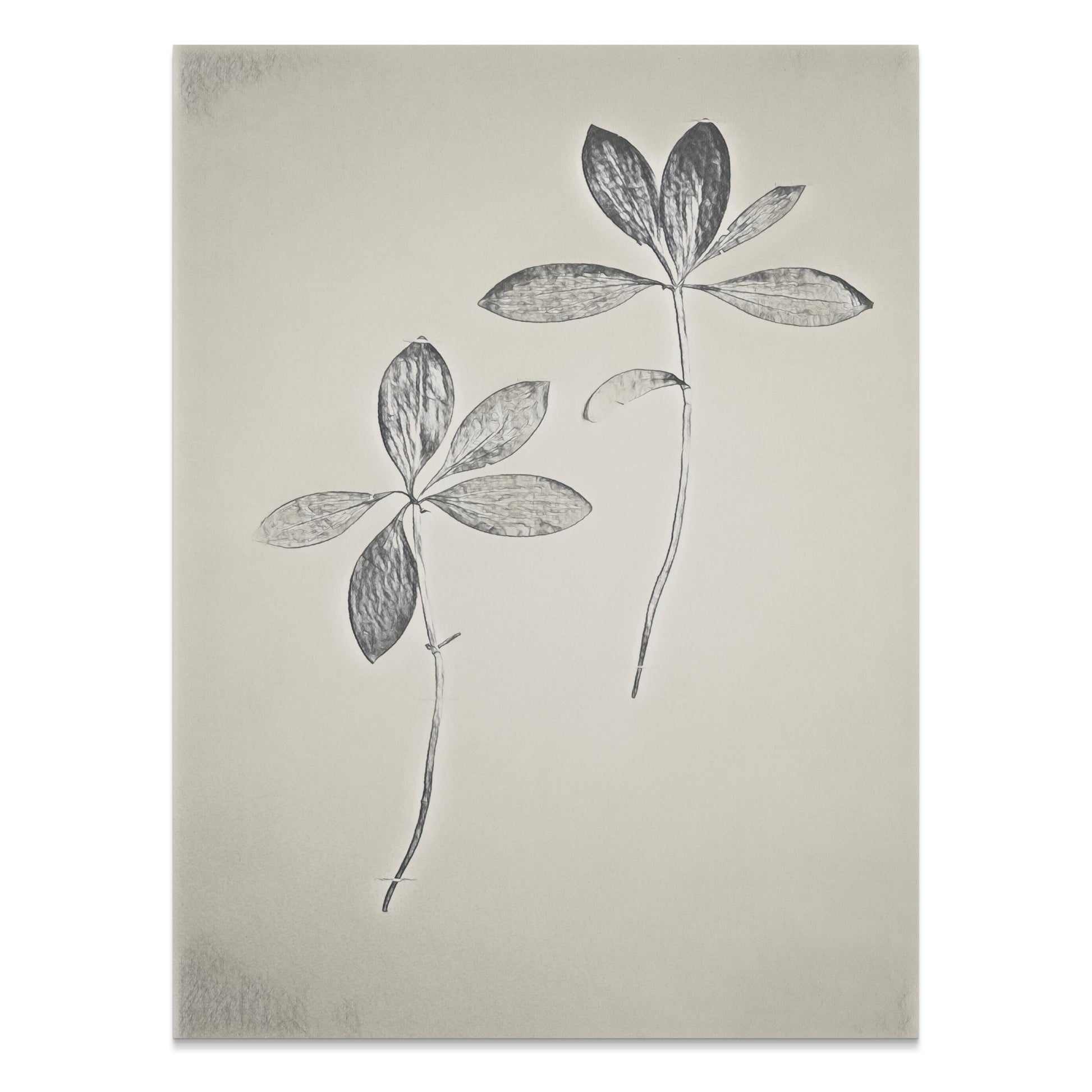 Premium Poster of Minimalist Botanical Two Stems Art Print Posters