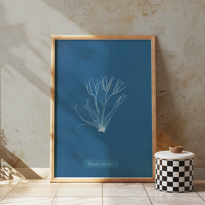 Premium Poster of Polysiphonia Cyanotype Printed Wall Art Botanical Posters