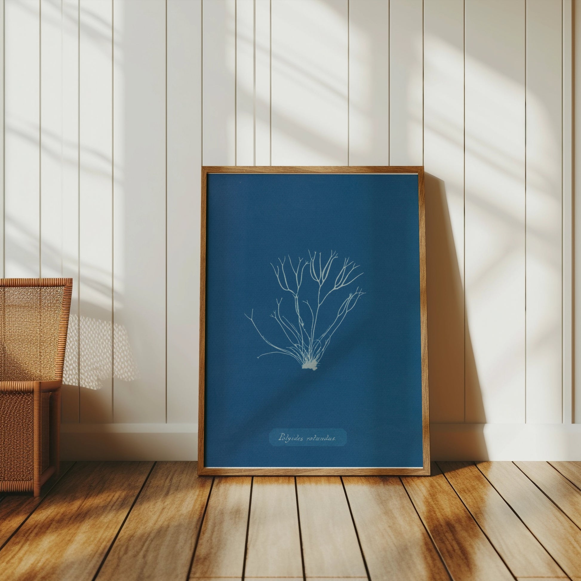 Premium Poster of Polysiphonia Cyanotype Printed Wall Art Botanical Posters