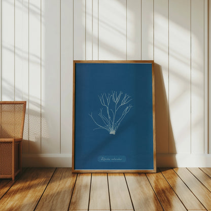 Premium Poster of Polysiphonia Cyanotype Printed Wall Art Botanical Posters
