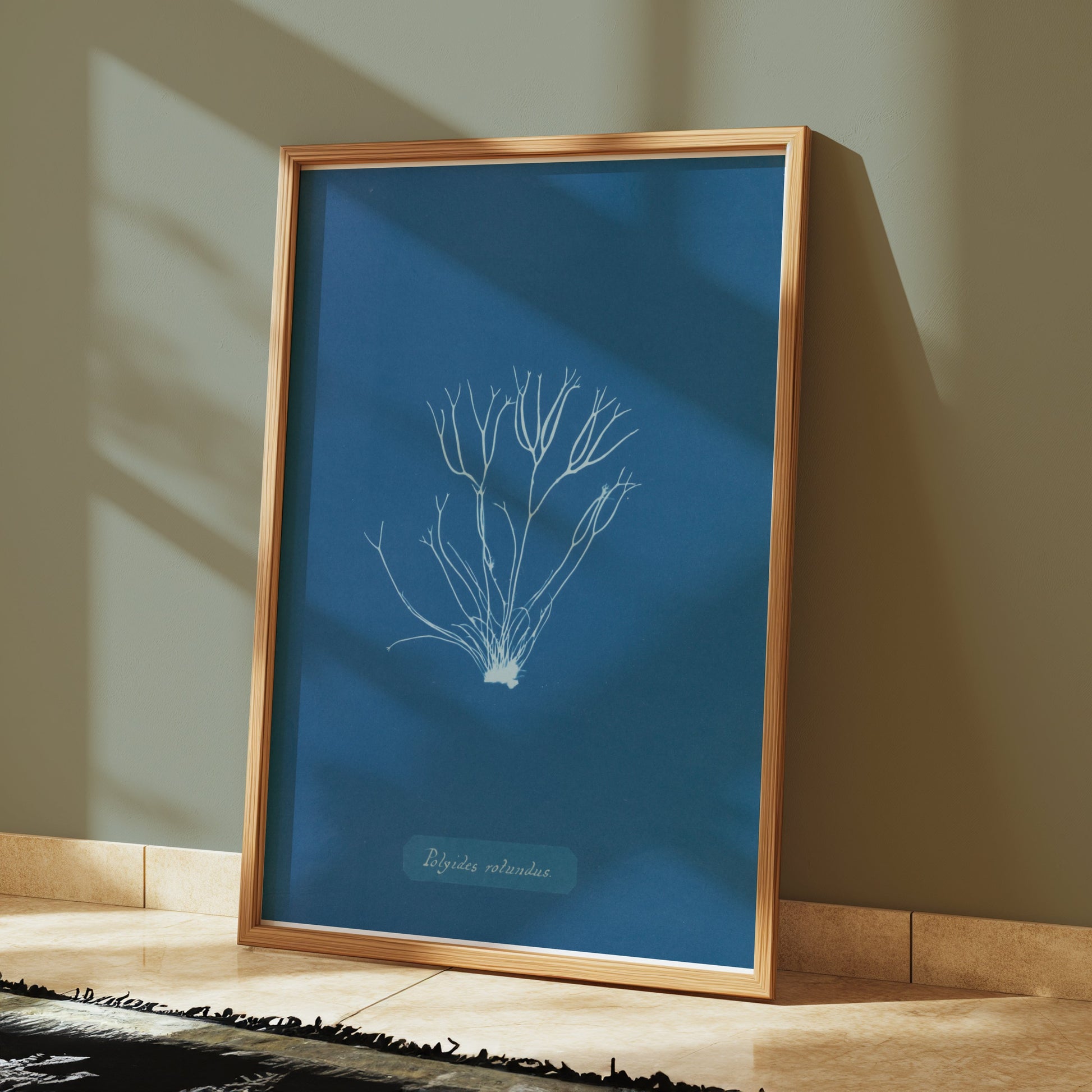 Premium Poster of Polysiphonia Cyanotype Printed Wall Art Botanical Posters