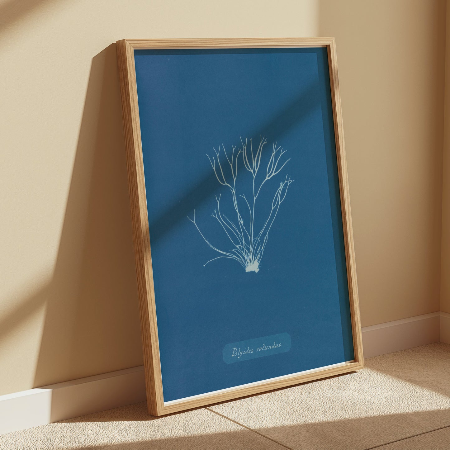 Premium Poster of Polysiphonia Cyanotype Printed Wall Art Botanical Posters