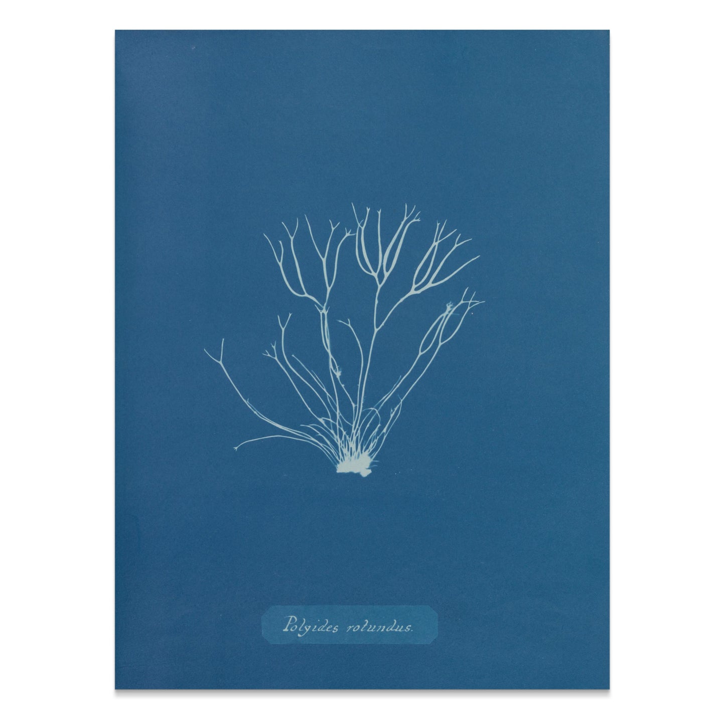 Premium Poster of Polysiphonia Cyanotype Printed Wall Art Botanical Posters