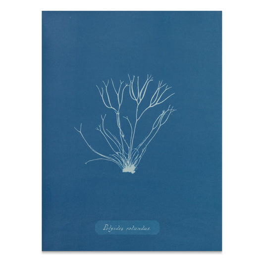 Premium Poster of Polysiphonia Cyanotype Printed Wall Art Botanical Posters