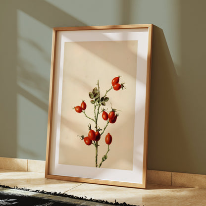Premium Poster of Retro Botanical Display of Wild Rose Hip Posters