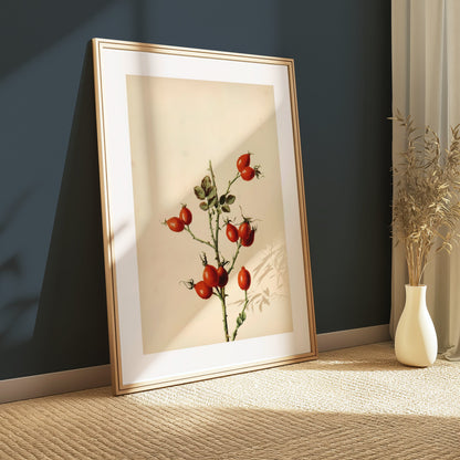 Premium Poster of Retro Botanical Display of Wild Rose Hip Posters