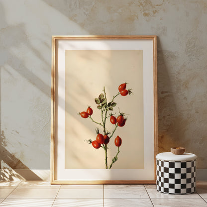 Premium Poster of Retro Botanical Display of Wild Rose Hip Posters