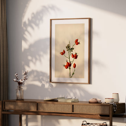 Premium Poster of Retro Botanical Display of Wild Rose Hip Posters