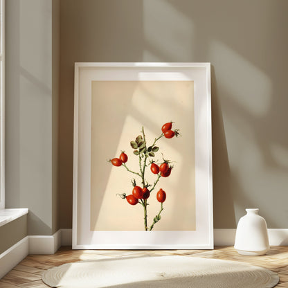 Premium Poster of Retro Botanical Display of Wild Rose Hip Posters