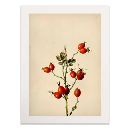 Premium Poster of Retro Botanical Display of Wild Rose Hip Posters