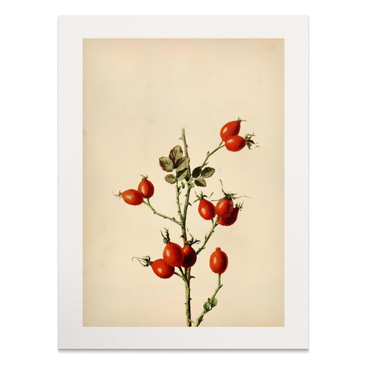 Premium Poster of Retro Botanical Display of Wild Rose Hip Posters