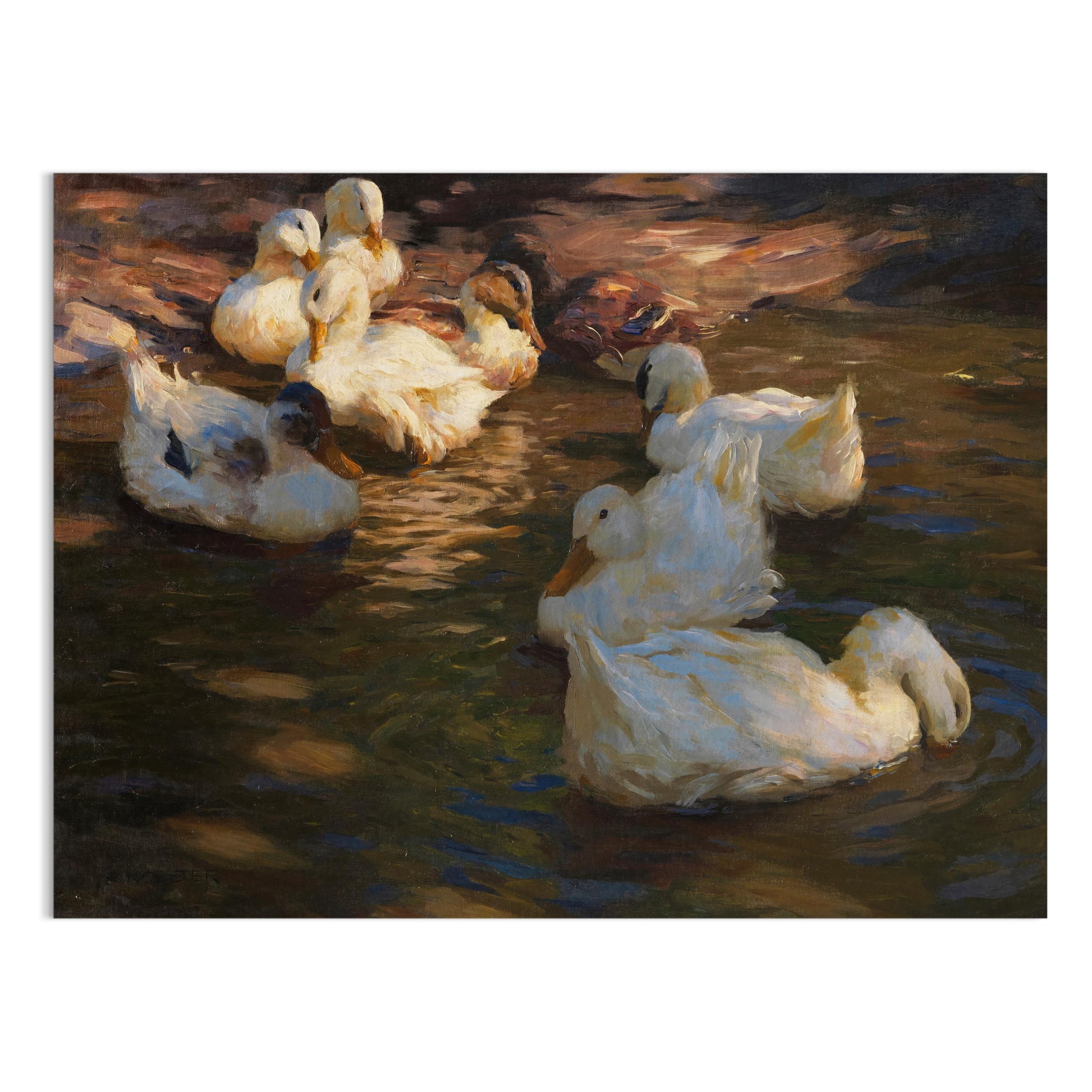 Premium Poster of Serene Ducks Floating Peacefully at Dusk Art Posters