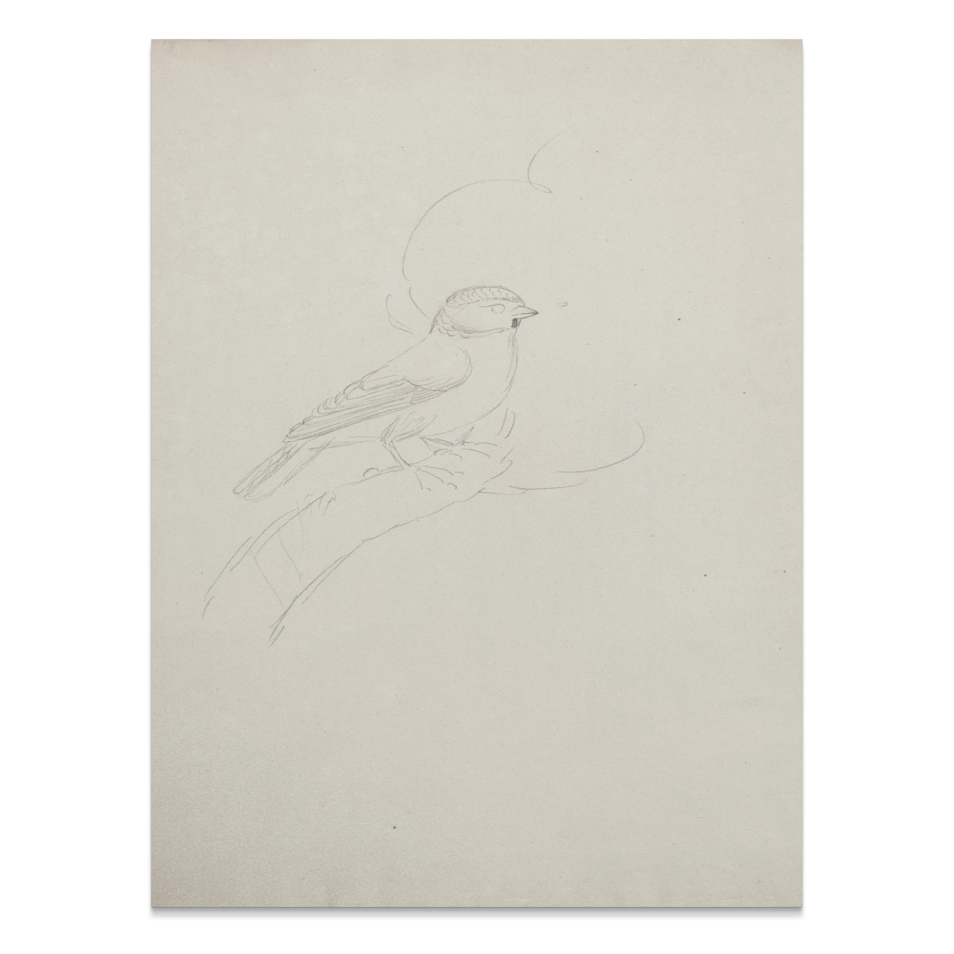 Premium Poster of Sketch of Bird on Branch Minimalist Artwork Posters