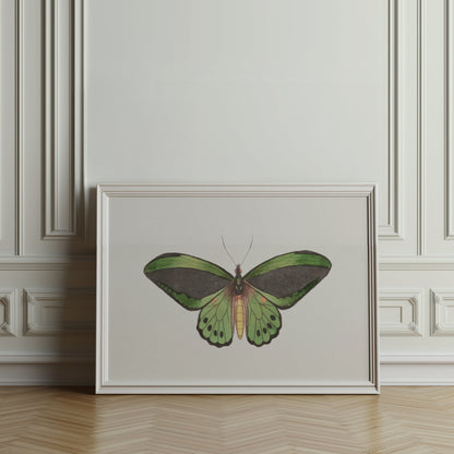Premium Poster of Stunning Detailed Green Butterfly Illustration Posters