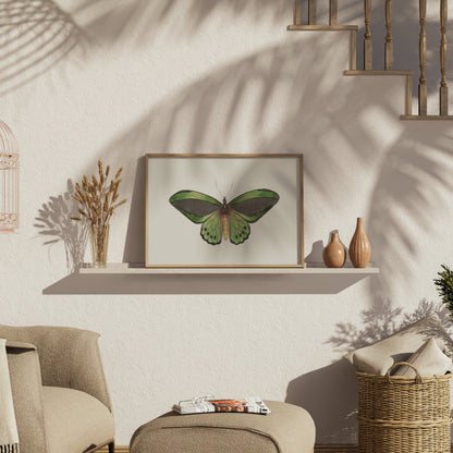 Premium Poster of Stunning Detailed Green Butterfly Illustration Posters