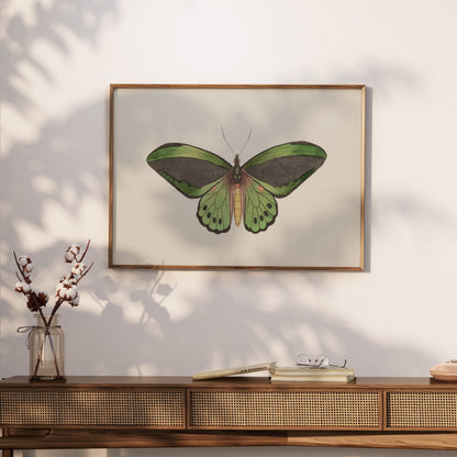 Premium Poster of Stunning Detailed Green Butterfly Illustration Posters