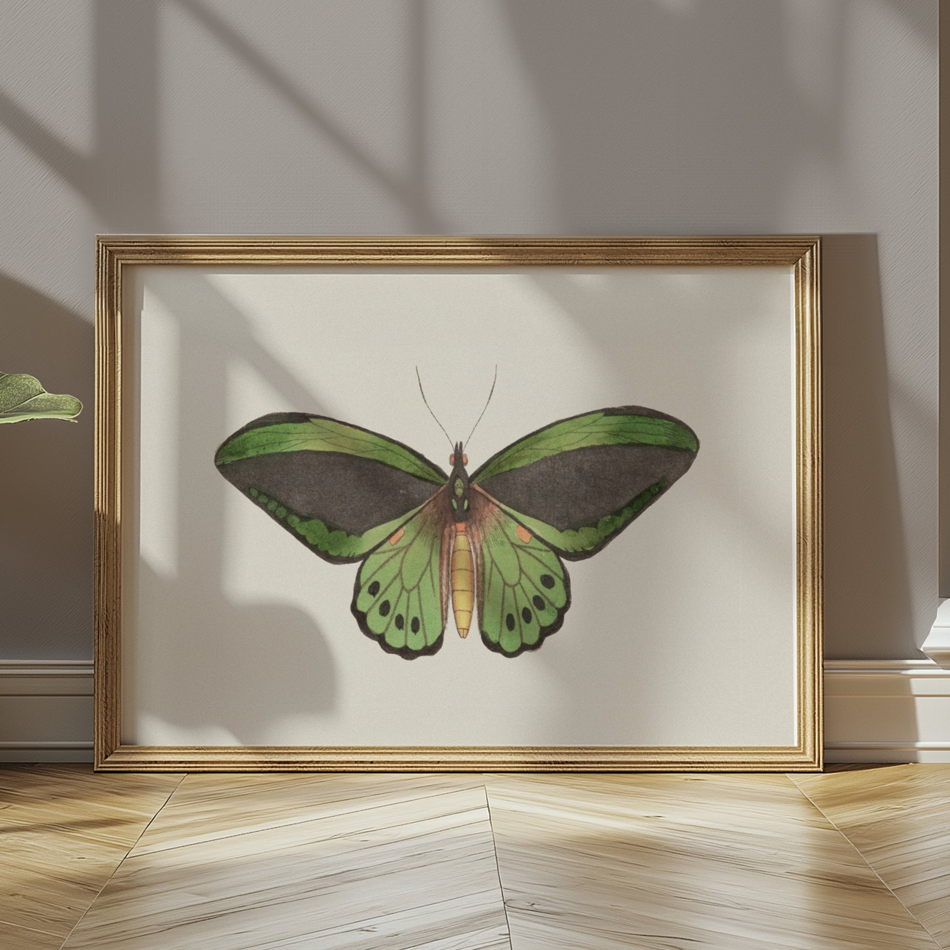 Premium Poster of Stunning Detailed Green Butterfly Illustration Posters