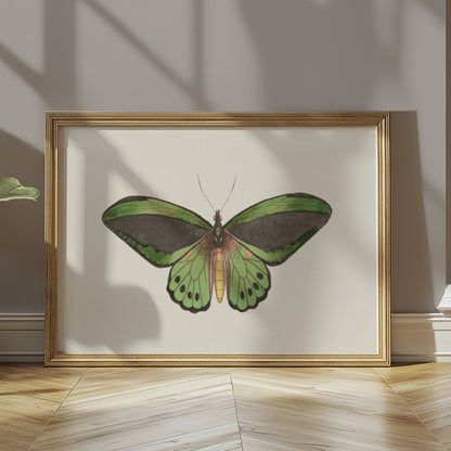 Premium Poster of Stunning Detailed Green Butterfly Illustration Posters