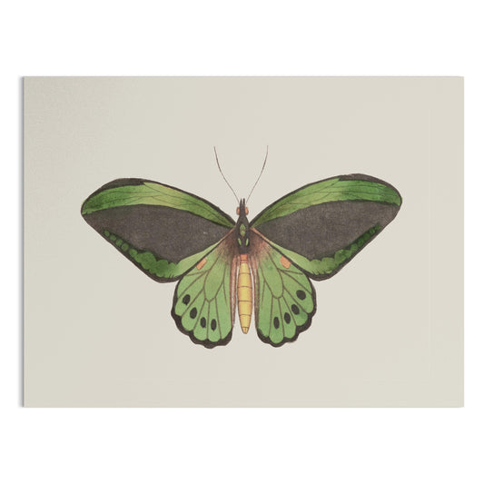 Premium Poster of Stunning Detailed Green Butterfly Illustration Posters