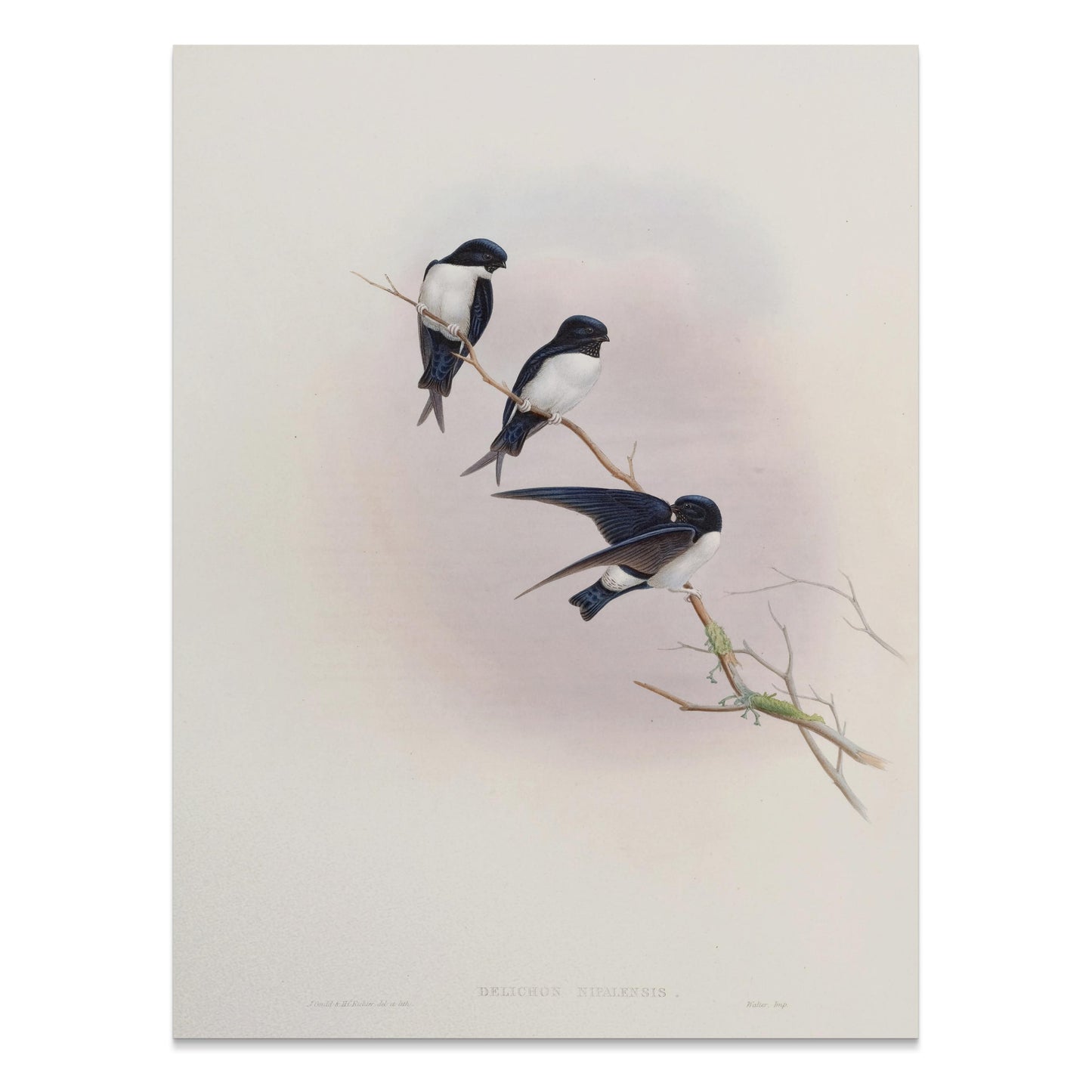 Premium Poster of Three Birds Perched on a Branch Nature Art Posters