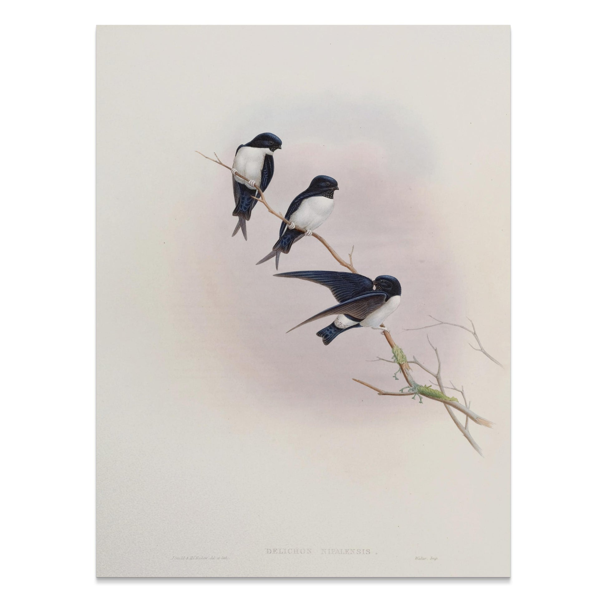Premium Poster of Three Birds Perched on a Branch Nature Art Posters
