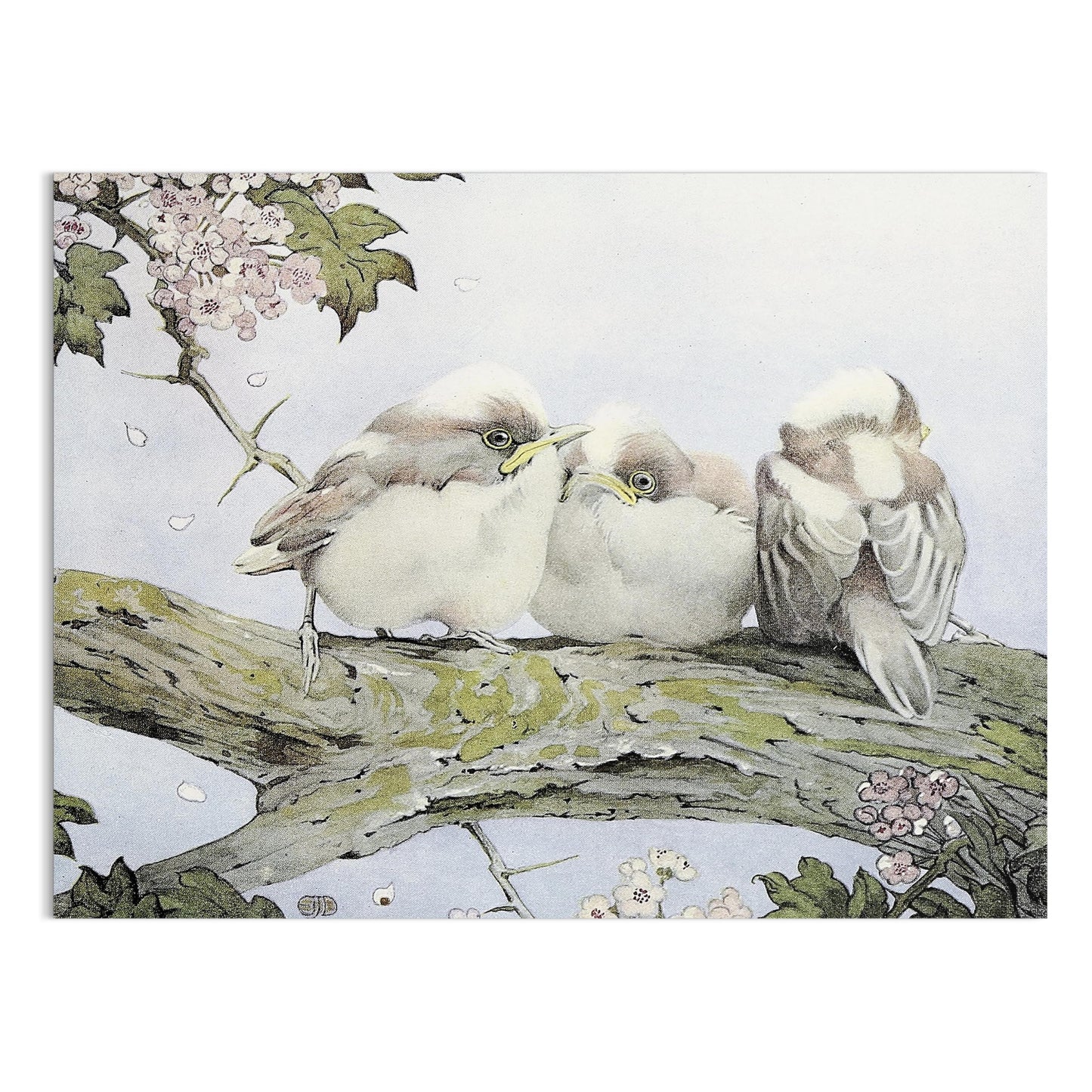 Premium Poster of Three Birds Resting on Tree Branch Vintage Art Posters