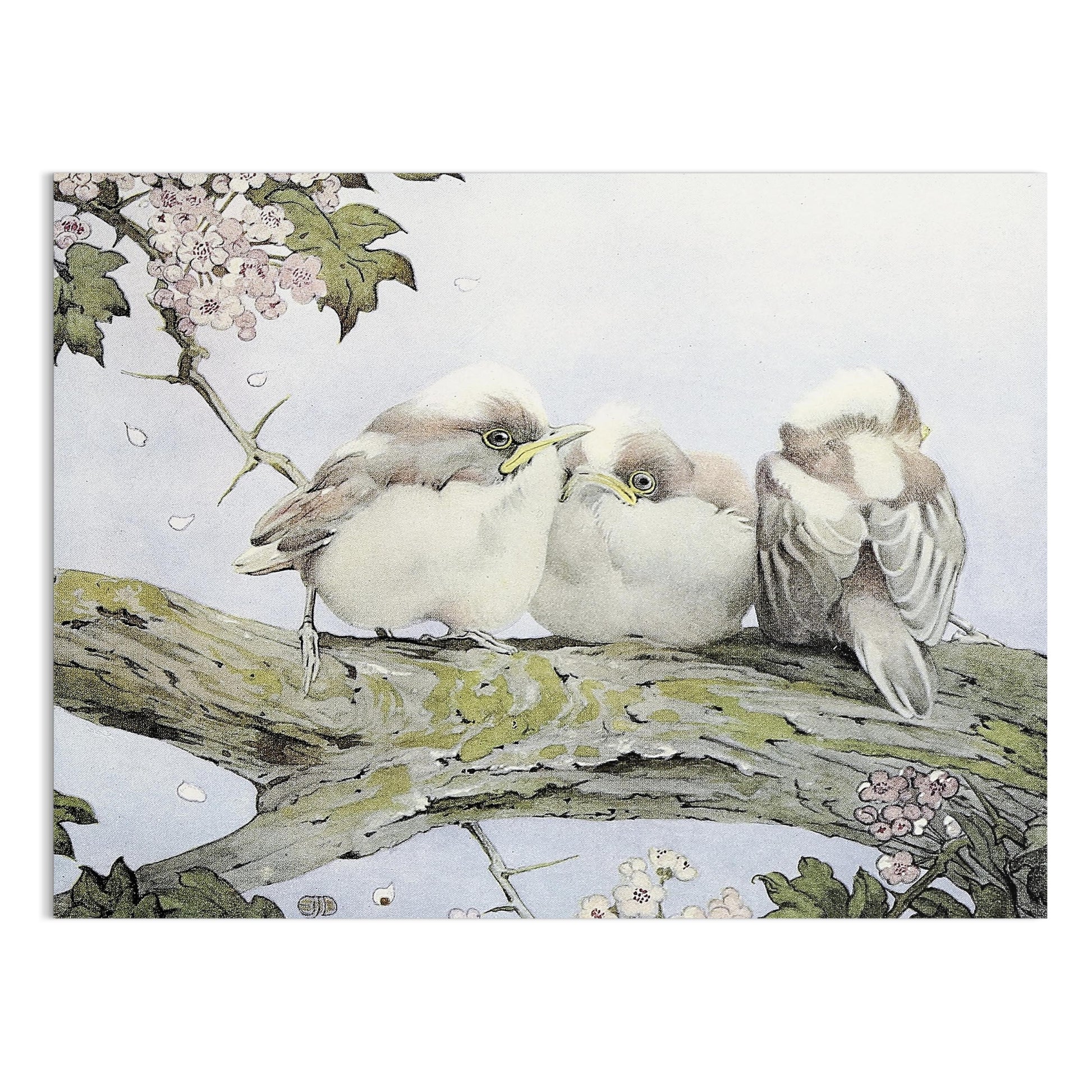 Premium Poster of Three Birds Resting on Tree Branch Vintage Art Posters