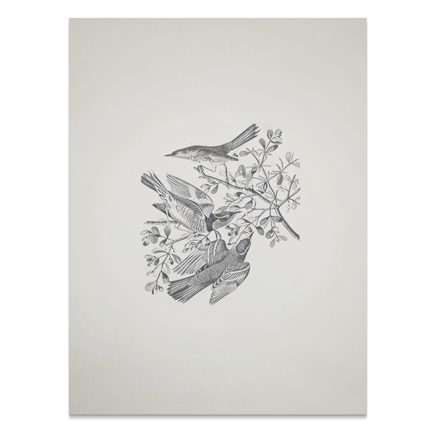 Premium Poster of Three Birds and Branches Sketch Art Posters