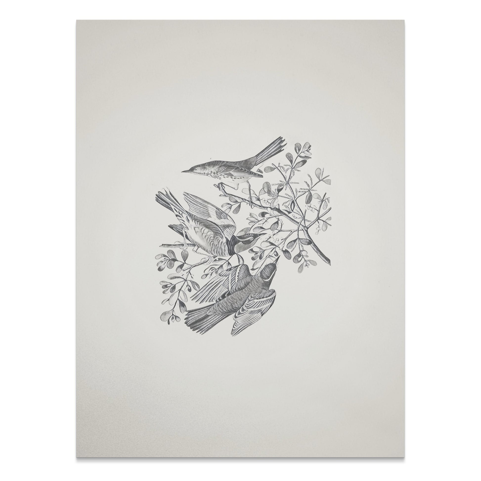 Premium Poster of Three Birds and Branches Sketch Art Posters