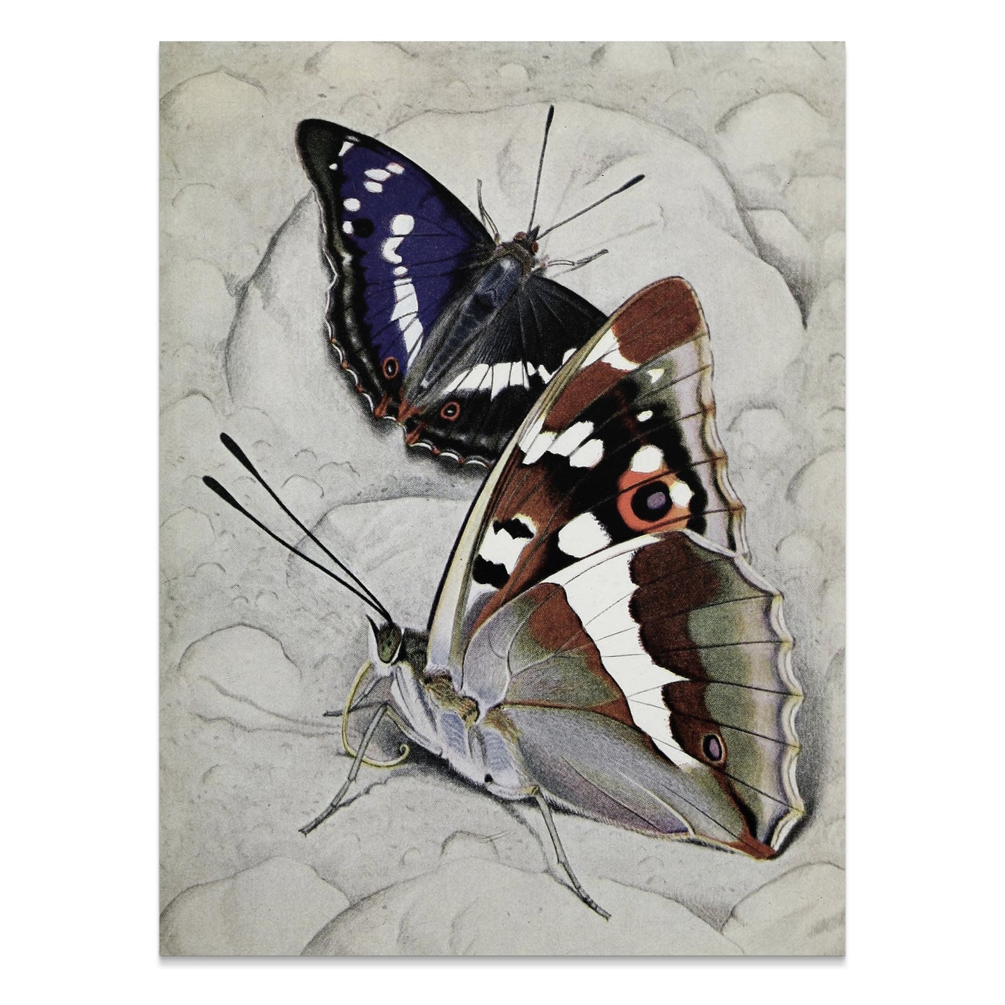 Premium Poster of Vibrant Butterfly Illustration Wall Art Decor Posters