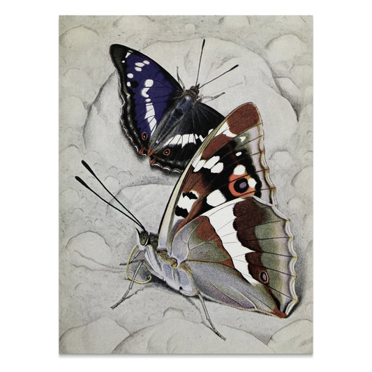 Premium Poster of Vibrant Butterfly Illustration Wall Art Decor Posters
