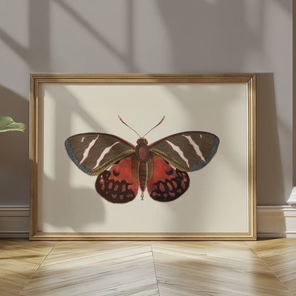 Premium Poster of Vibrant Colorful Butterfly Nature Wall Art Posters