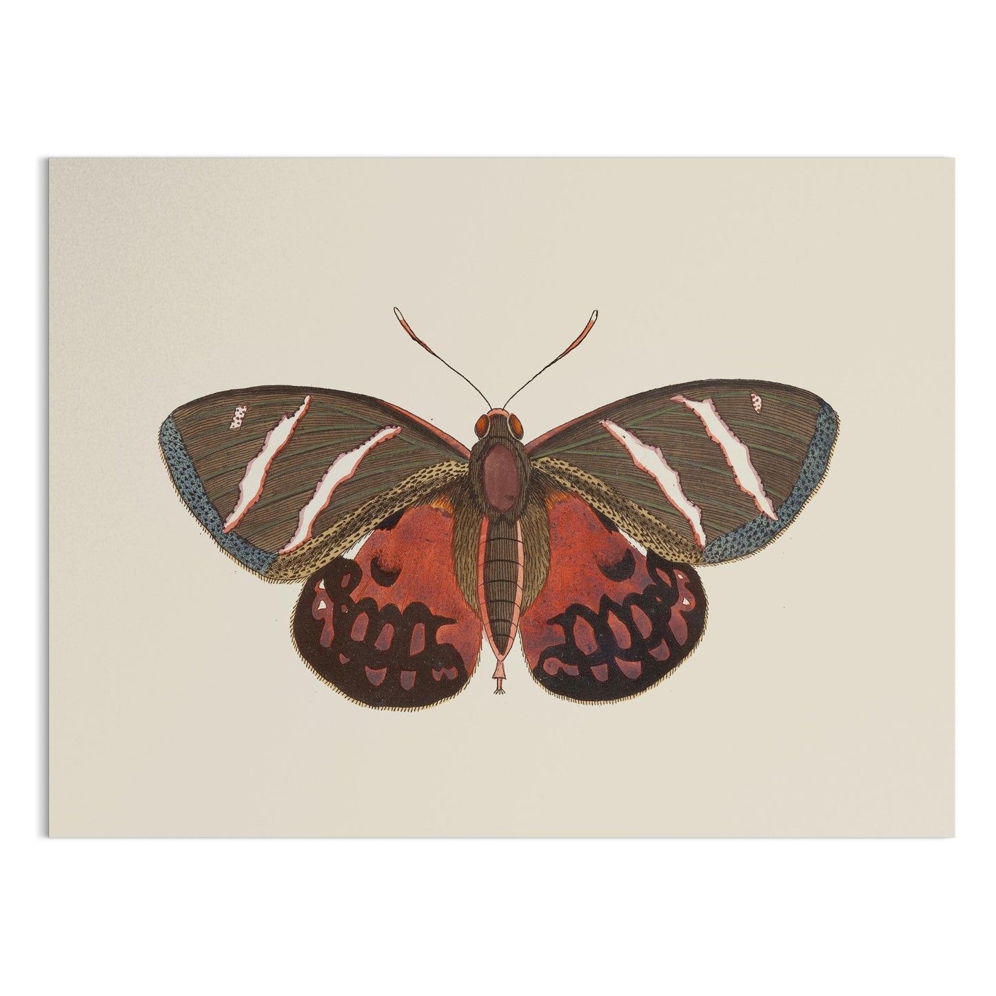 Premium Poster of Vibrant Colorful Butterfly Nature Wall Art Posters