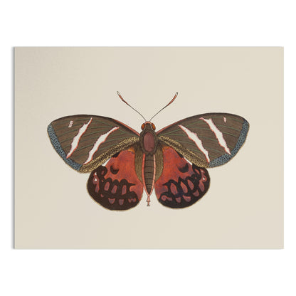 Premium Poster of Vibrant Colorful Butterfly Nature Wall Art Posters