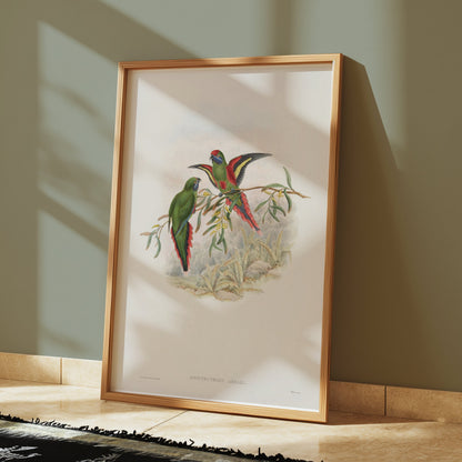 Premium Poster of Vibrant Parrot Illustration Exotic Birds Art Print Posters