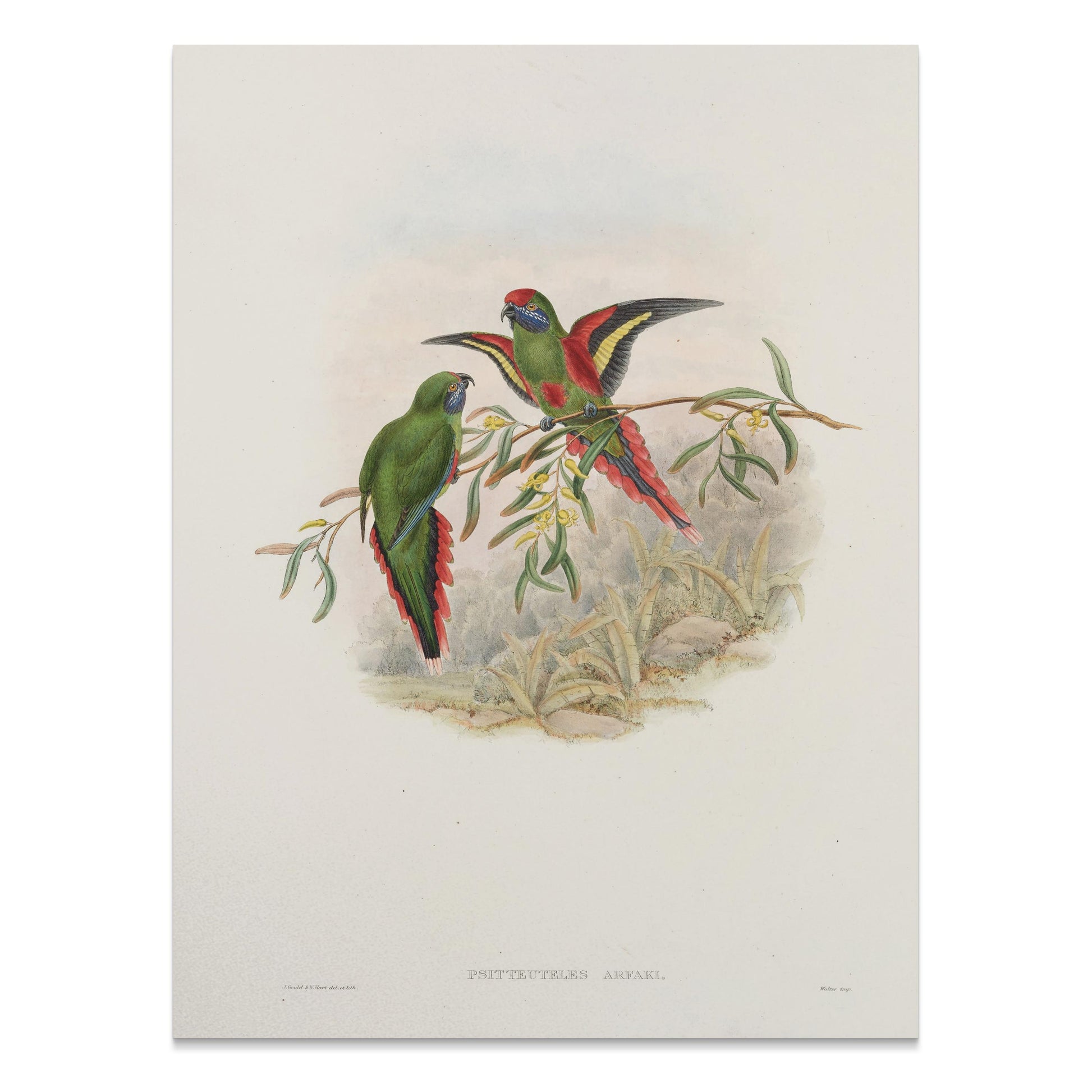 Premium Poster of Vibrant Parrot Illustration Exotic Birds Art Print Posters