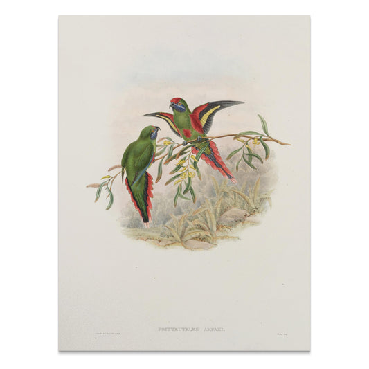 Premium Poster of Vibrant Parrot Illustration Exotic Birds Art Print Posters