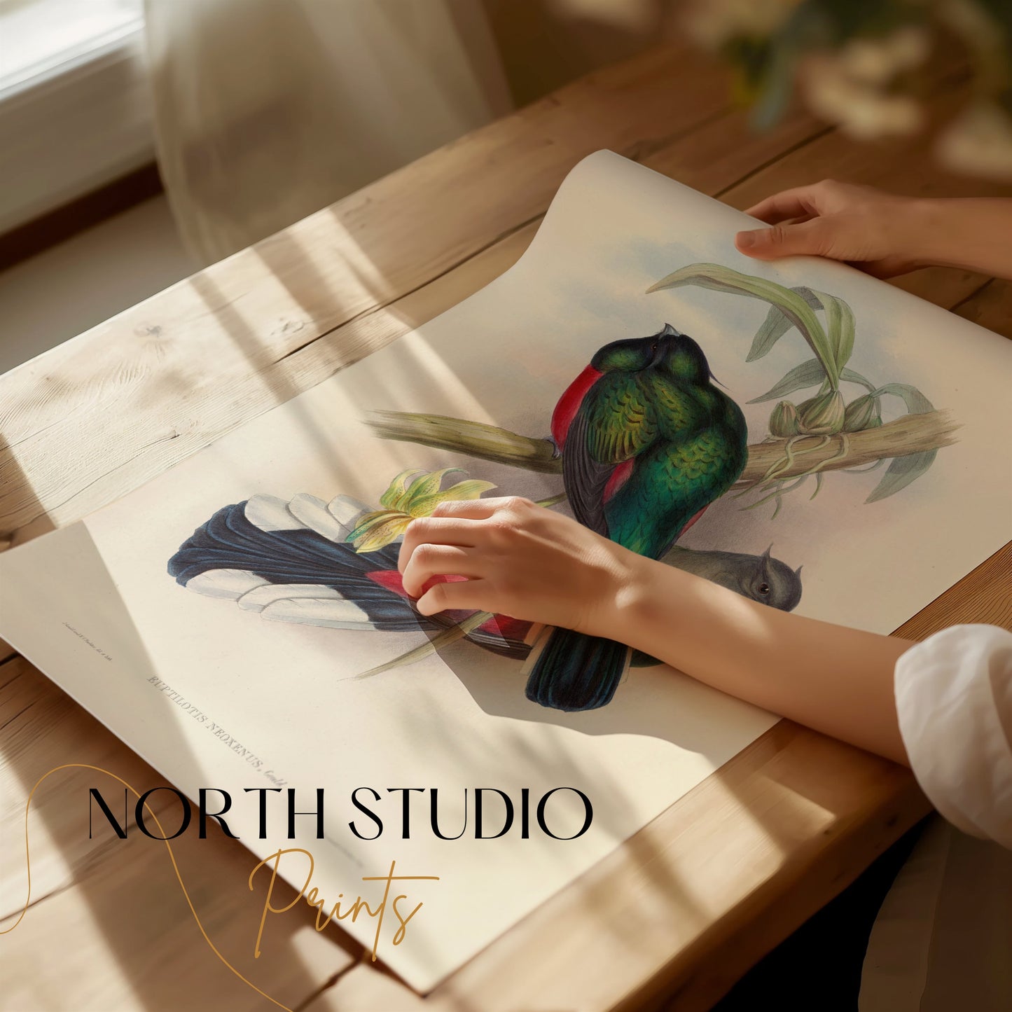 Premium Poster of Vibrant Tropical Birds Illustration Art Posters