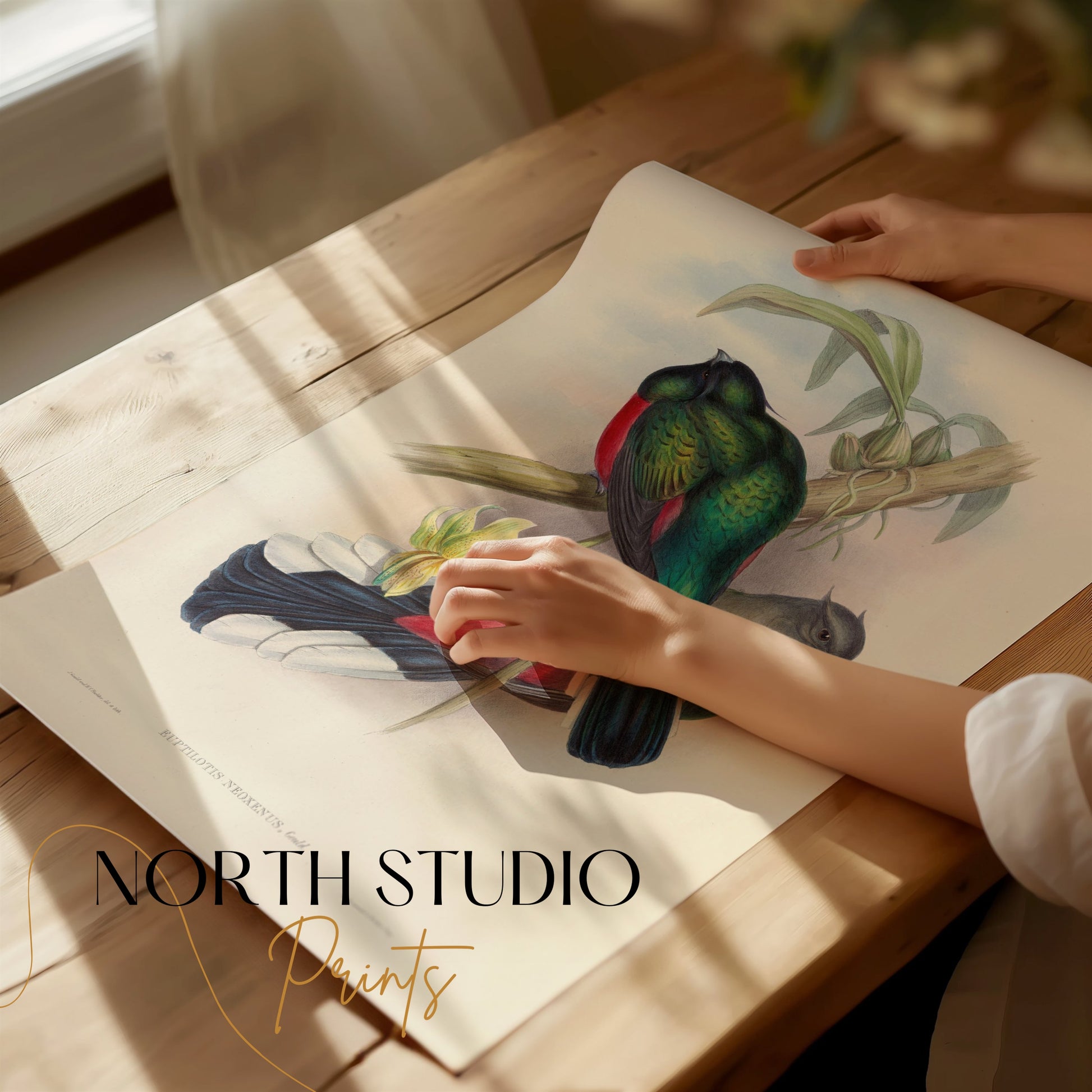 Premium Poster of Vibrant Tropical Birds Illustration Art Posters