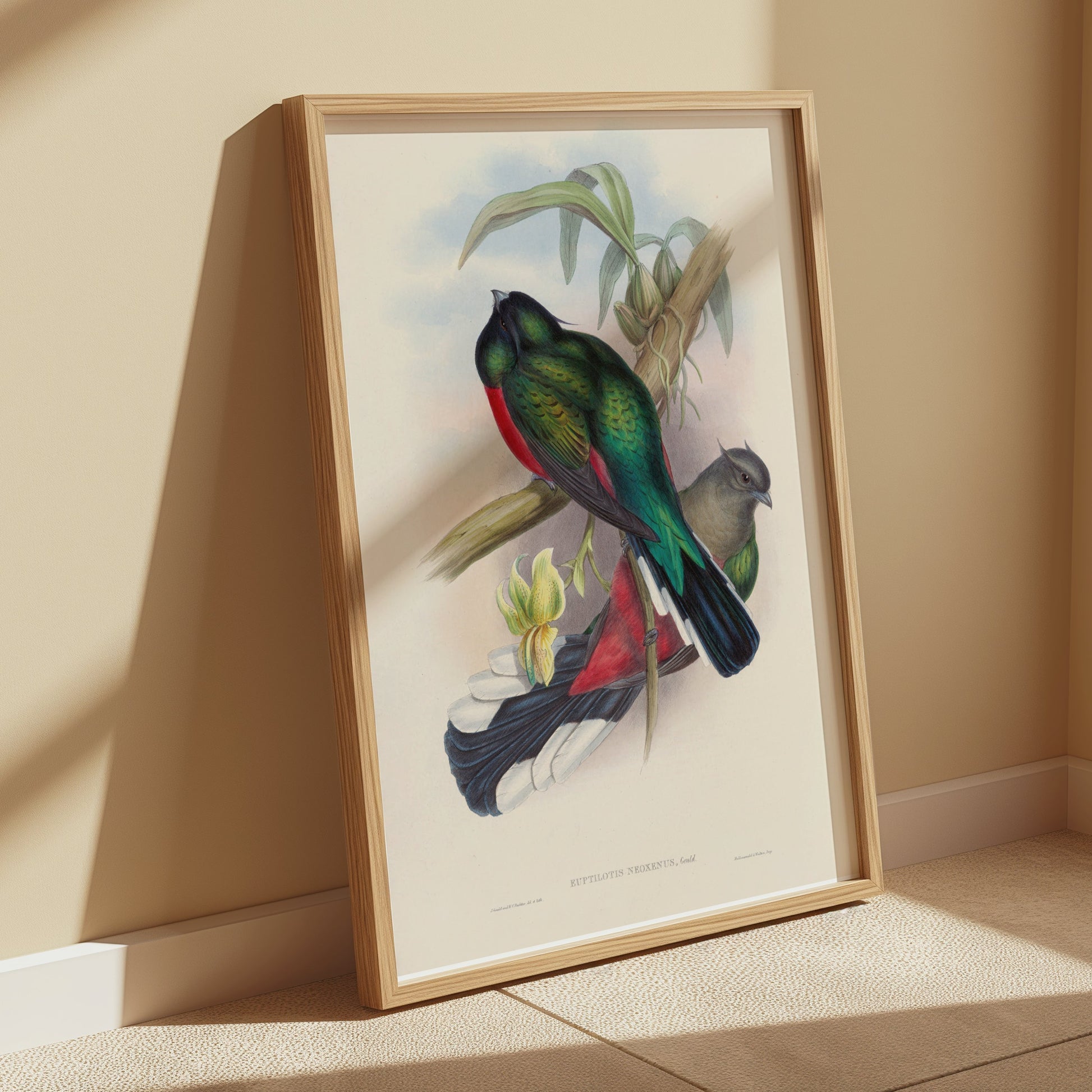 Premium Poster of Vibrant Tropical Birds Illustration Art Posters