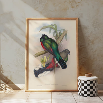 Premium Poster of Vibrant Tropical Birds Illustration Art Posters