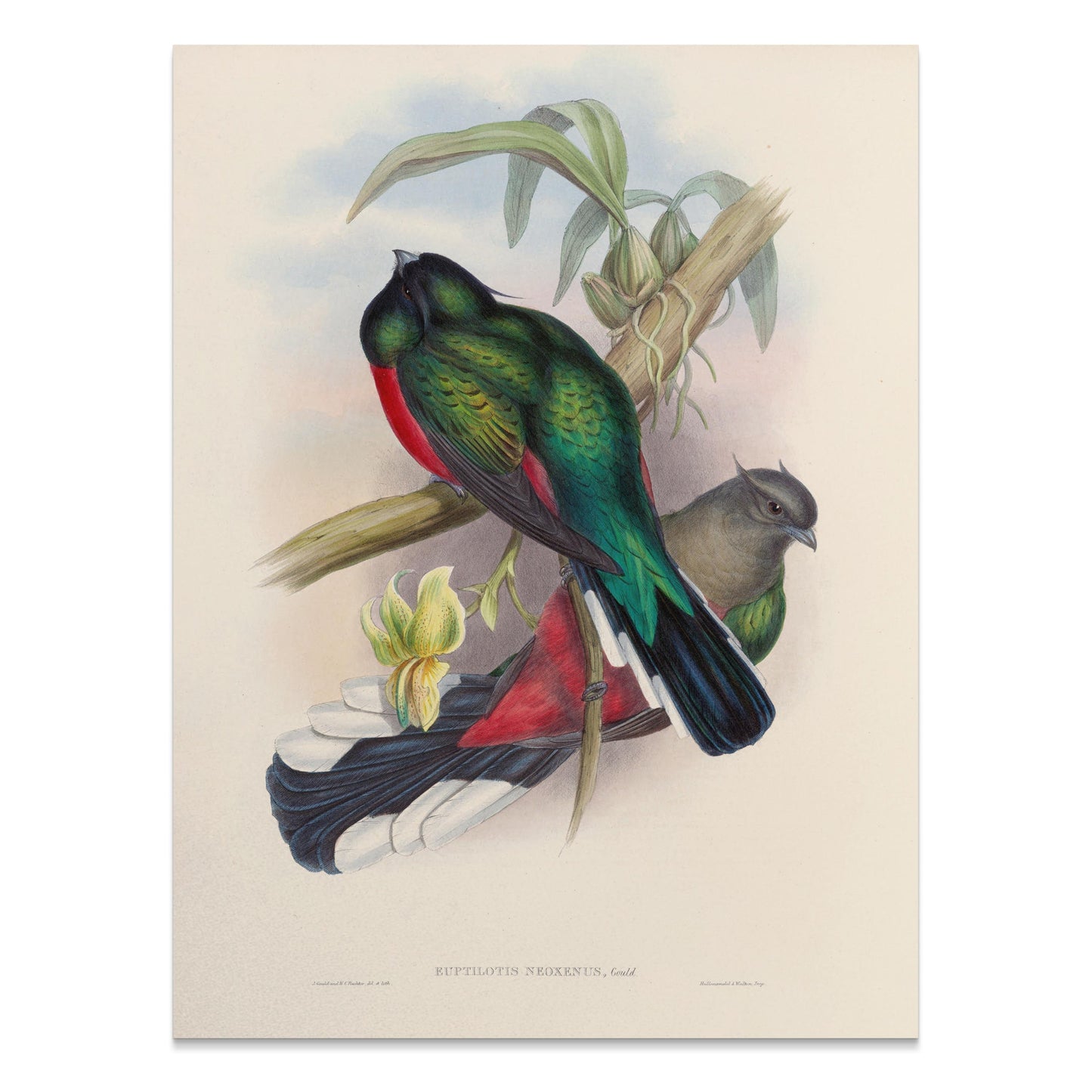 Premium Poster of Vibrant Tropical Birds Illustration Art Posters