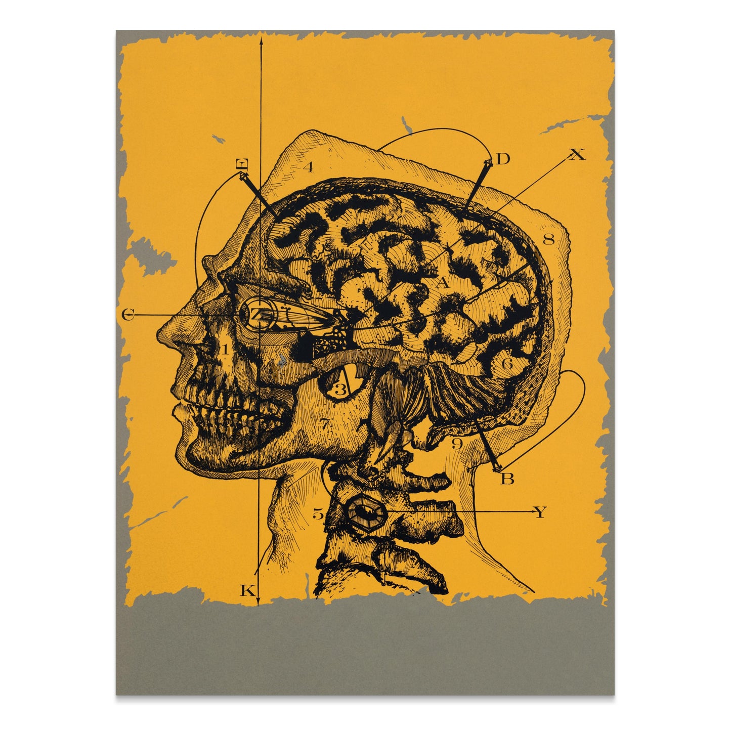Premium Poster of Vintage Anatomical Drawing of Human Head and Brain Posters