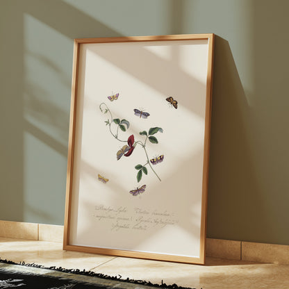 Premium Poster of Vintage Botanical Art with Butterflies Posters