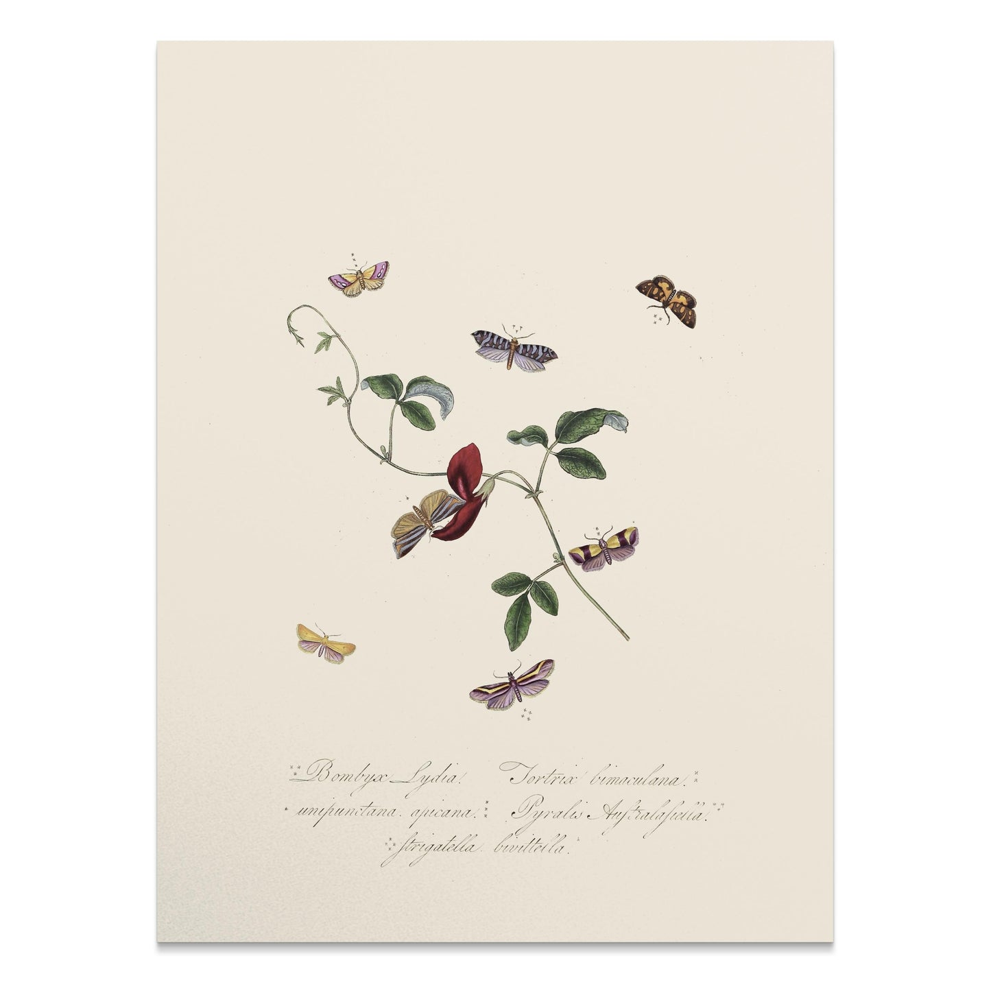 Premium Poster of Vintage Botanical Art with Butterflies Posters