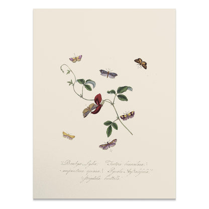 Premium Poster of Vintage Botanical Art with Butterflies Posters