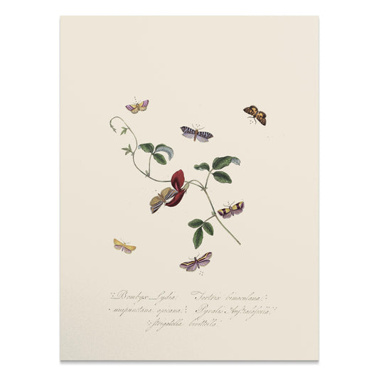 Premium Poster of Vintage Botanical Art with Butterflies Posters