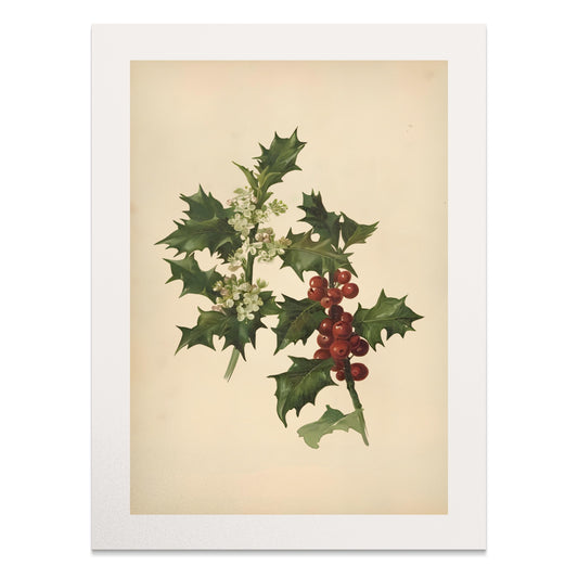 Premium Poster of Vintage Botanical Holly Berries and Leaves Art Posters